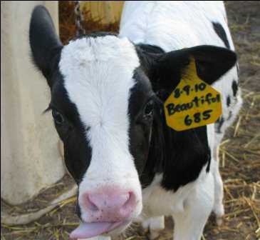 beautiful calf in Milk Wars