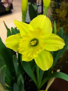dillon's daffodil