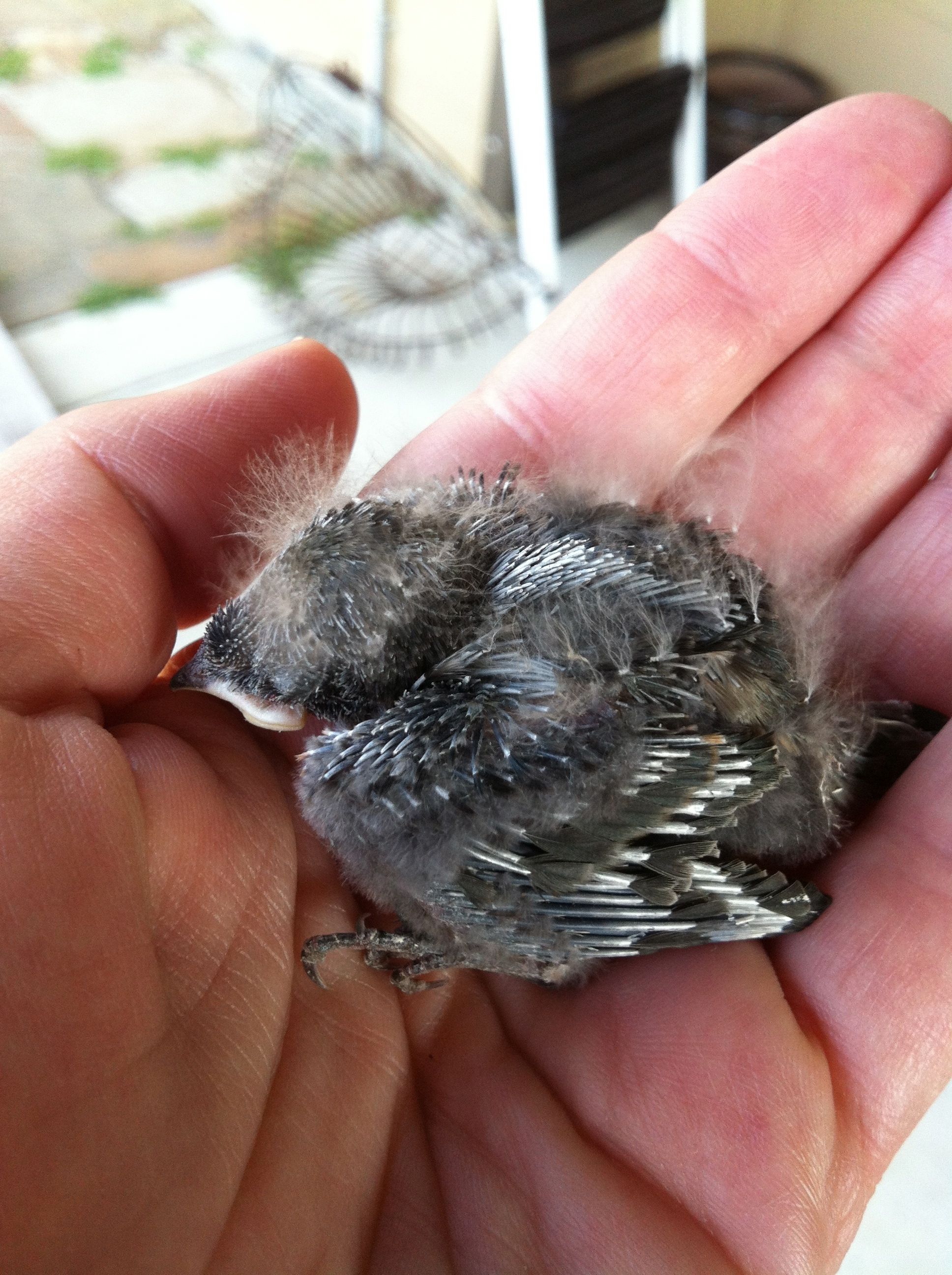Baby Swallow Bird 45