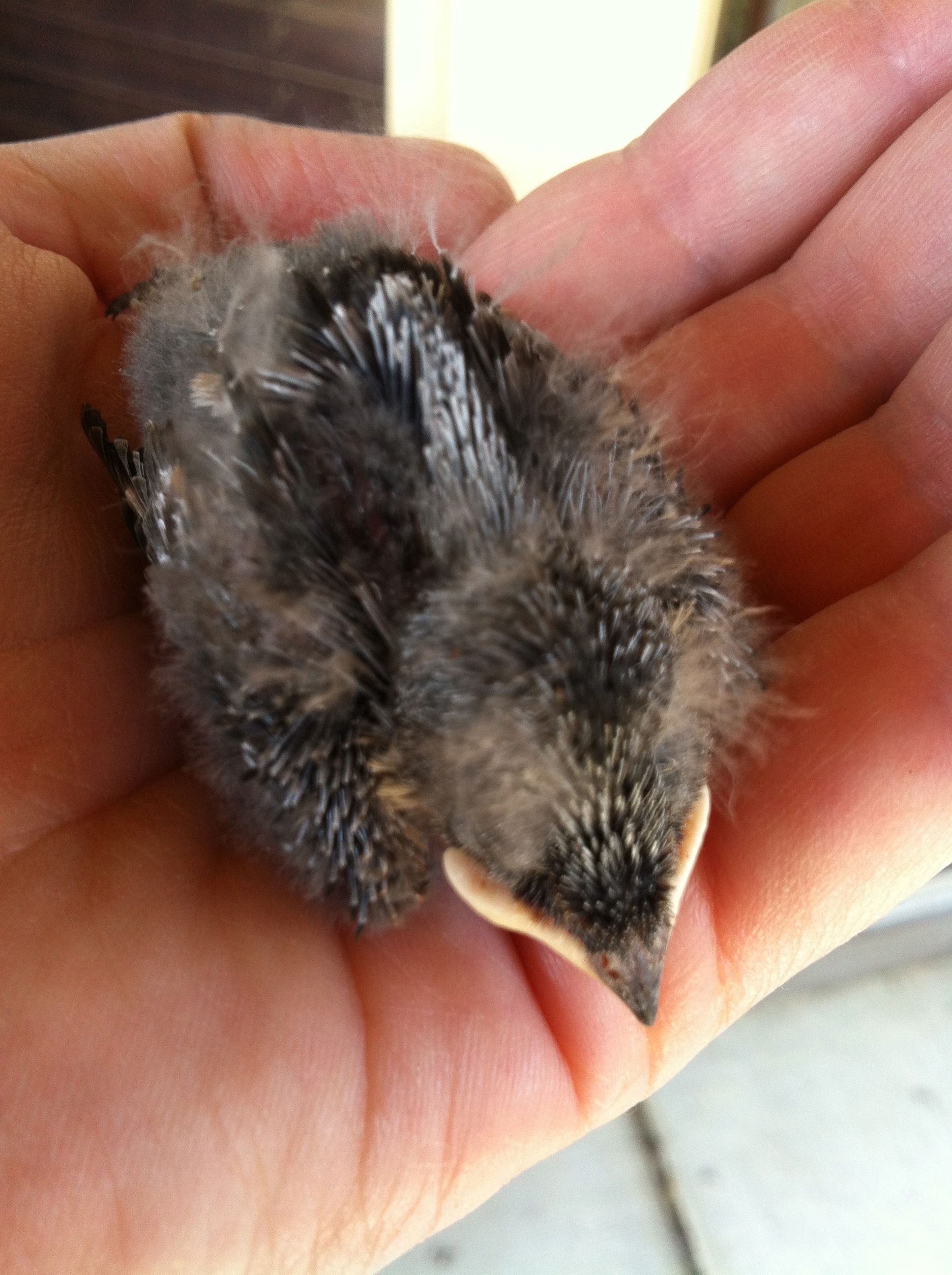 baby starling