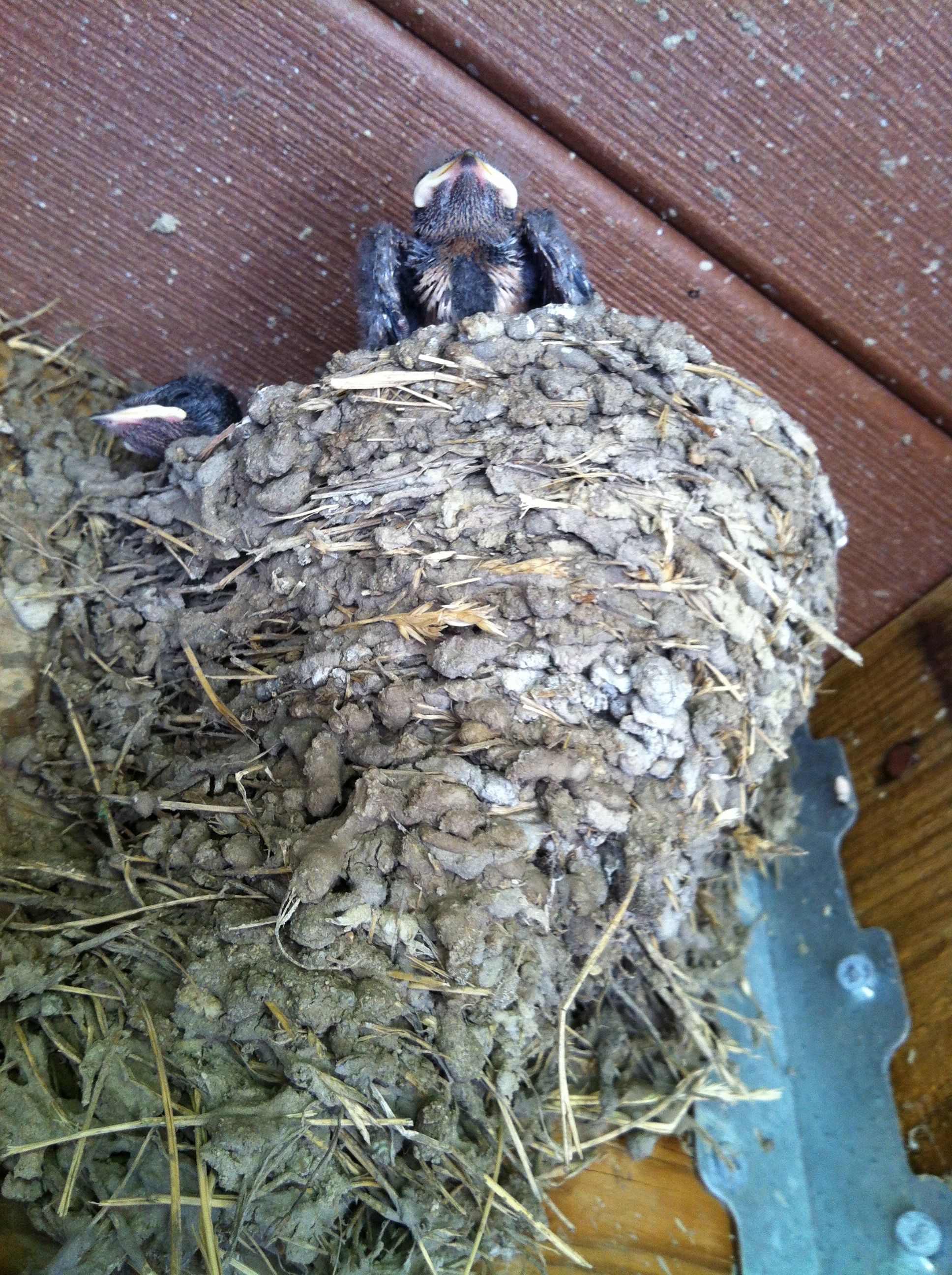 baby starling at nest edge