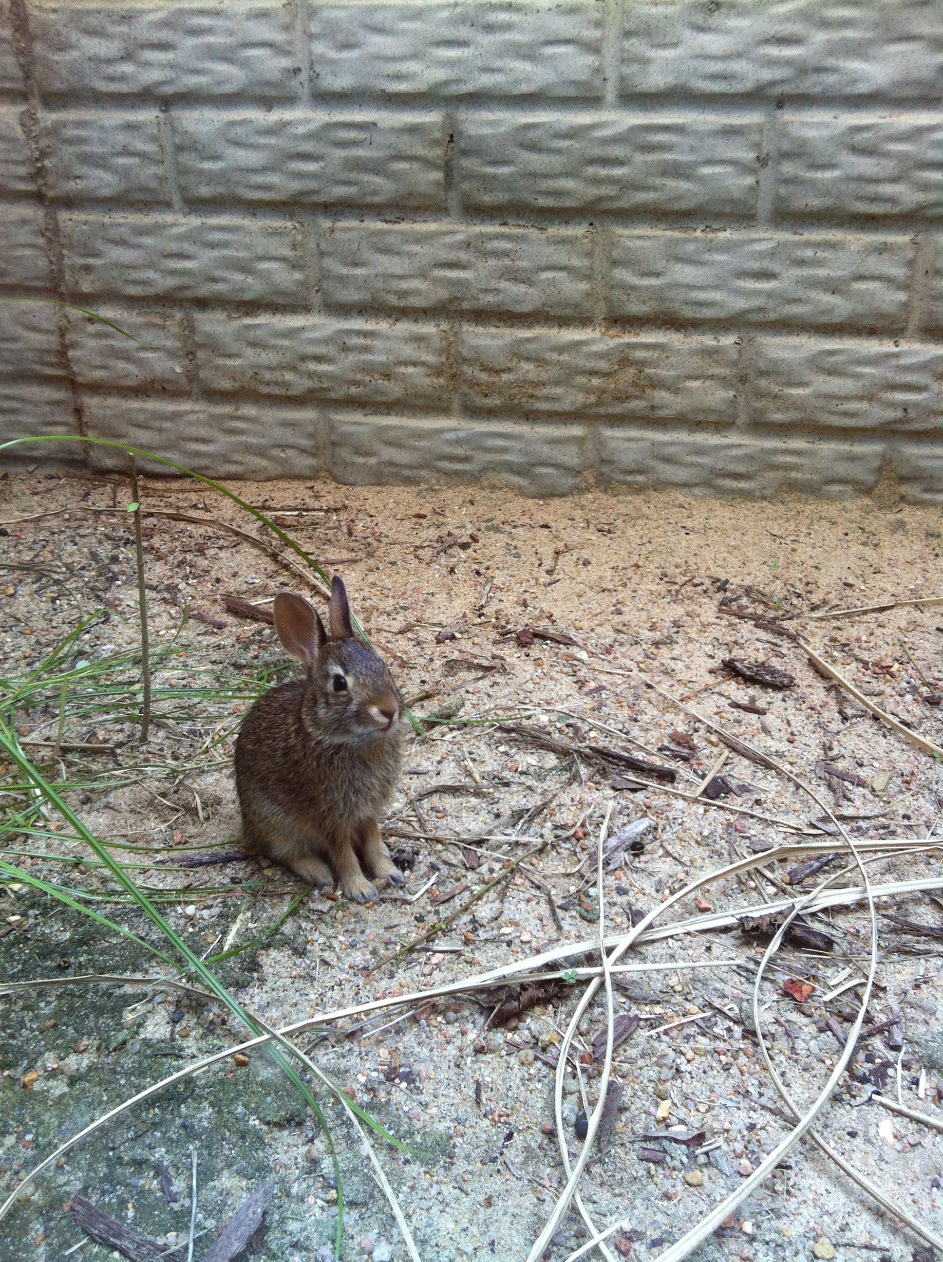 rabbit baby
