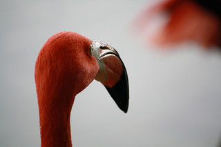 flamingo by rotorod creative commons license