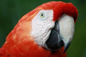 parrot by rotorod creative commons license