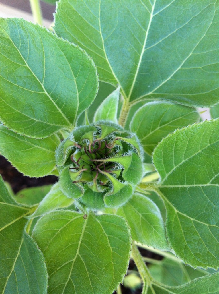 sunflower bud