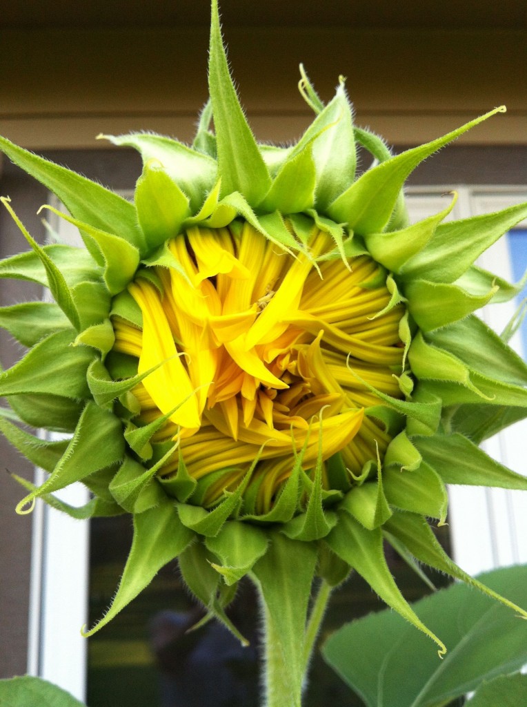 sunflower burst