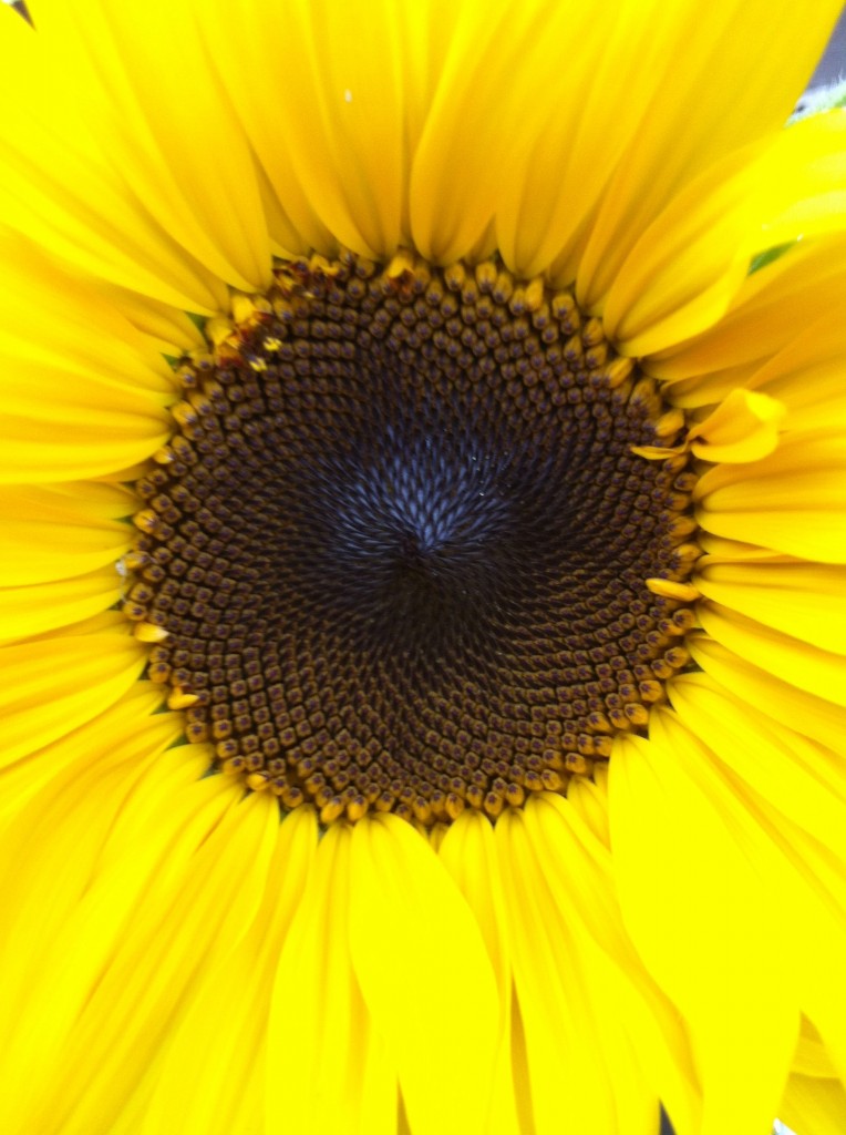 sunflower bloom close up