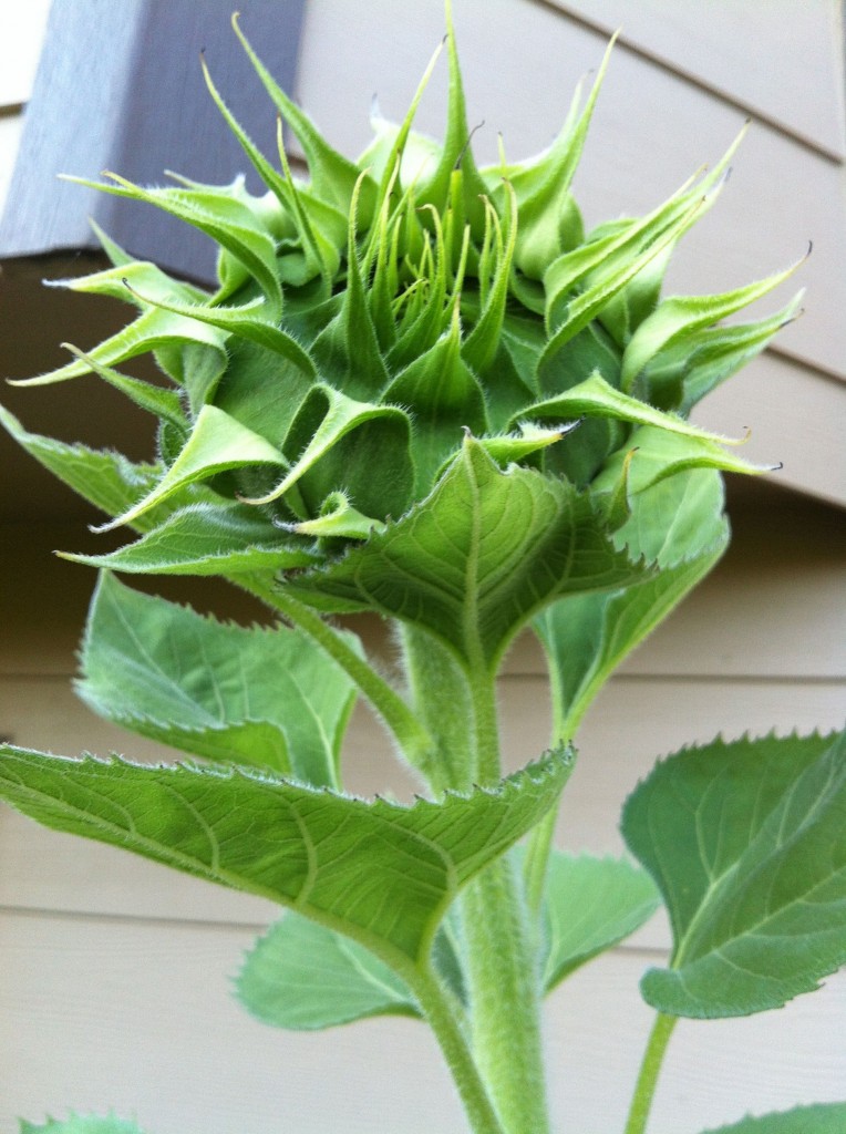 sunflower crown