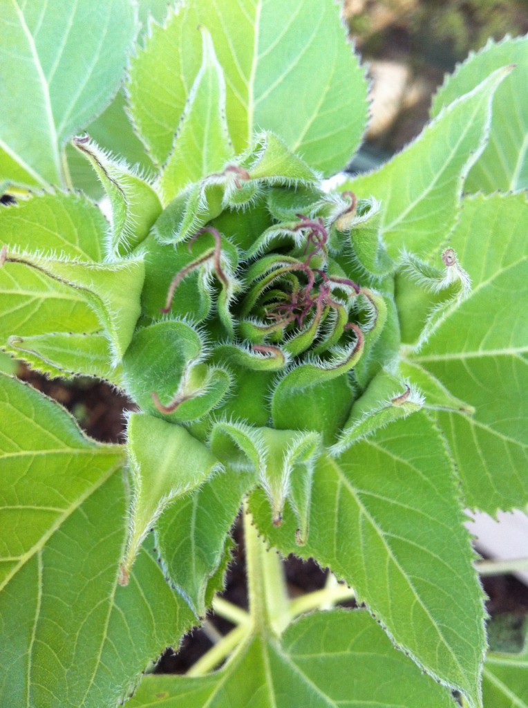 sunflower filigree