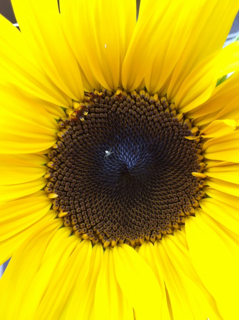 sunflower white spider close up