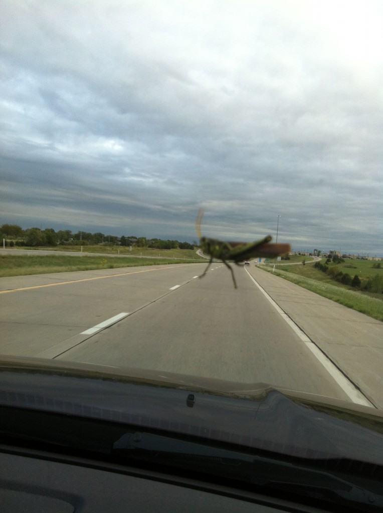 grasshopper on windshield
